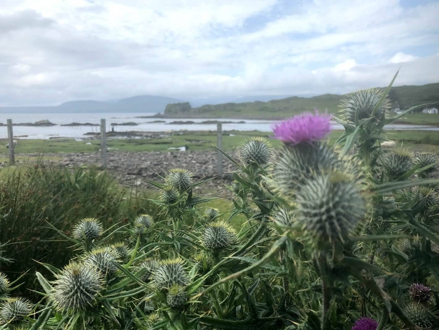 Thistle - The Coach House Inverness